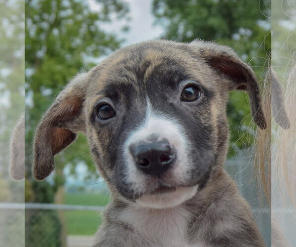 Medium Photo #7 Labsky Puppy For Sale in Huntley, IL, USA