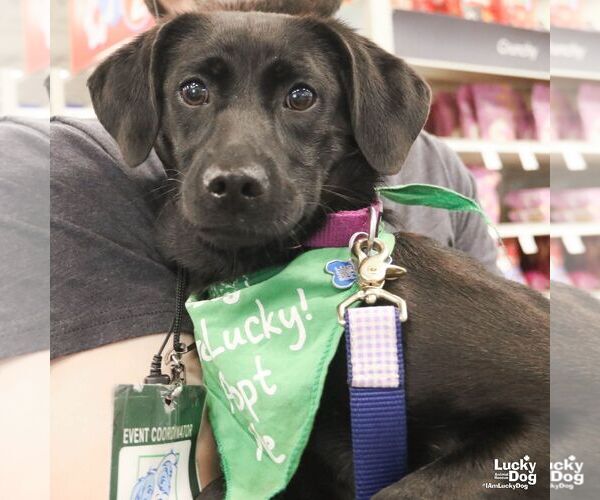 Medium Photo #2 Labrador Retriever-Unknown Mix Puppy For Sale in Washington, DC, USA