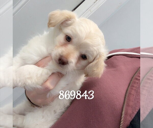 Medium Photo #1 Chihuahua-Unknown Mix Puppy For Sale in Chico, CA, USA