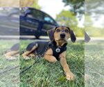 Small #1 Black and Tan Coonhound Mix