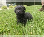 Small Photo #2 Poodle (Toy)-Yorkshire Terrier Mix Puppy For Sale in SPENCER, TN, USA