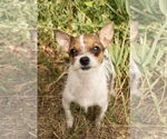 Small #1 Chihuahua Mix