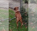 Small #7 Redbone Coonhound Mix