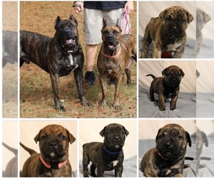 Presa Canario Puppy for sale in CHARLOTTE, NC, USA