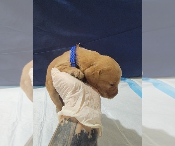 Medium Photo #12 Golden Retriever Puppy For Sale in RENO, NV, USA