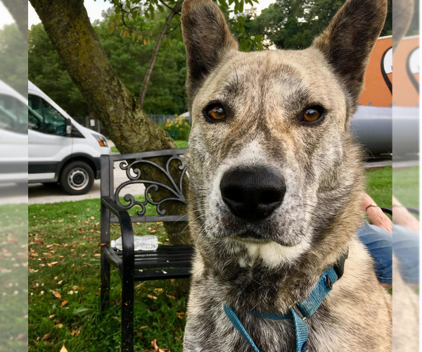 Medium Photo #1 Mutt Puppy For Sale in Elmsford, NY, USA