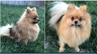 Mother of the Pomeranian puppies born on 02/21/2018