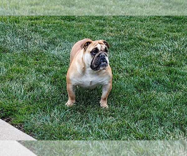 Medium Photo #1 English Bulldog Puppy For Sale in MILLERSBURG, OH, USA