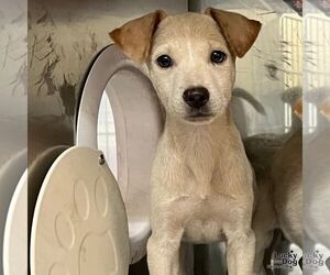 Labrador Retriever-Unknown Mix Dogs for adoption in Washington, DC, USA