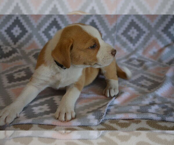 Medium Photo #8 Boxer Puppy For Sale in Poplar Bluff, MO, USA