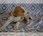 Small #7 Boxer