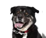 Small #1 German Shepherd Dog Mix