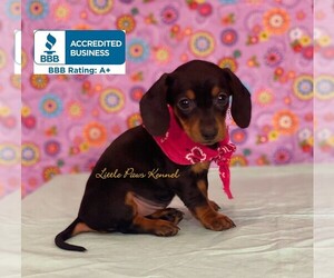 Dachshund Puppy for sale in WINNSBORO, LA, USA