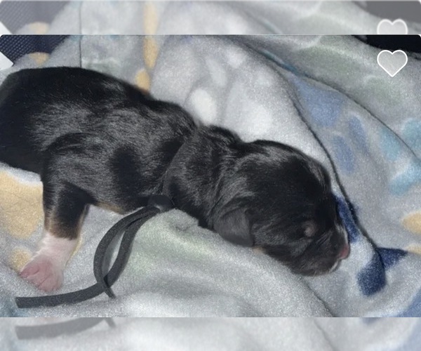 Medium Photo #1 Golden Retriever-Miniature Australian Shepherd Mix Puppy For Sale in FREDERICKSBURG, TX, USA