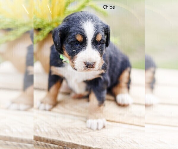 Medium Photo #3 Bernese Mountain Dog Puppy For Sale in BONNERS FERRY, ID, USA