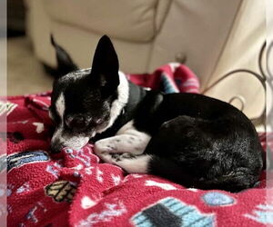 Chihuahua-Unknown Mix Dogs for adoption in Melbourne, FL, USA