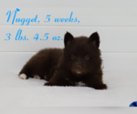 Small Photo #18 Pomsky Puppy For Sale in RAMONA, CA, USA