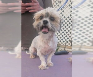 Shih Tzu-Unknown Mix Dogs for adoption in Grafton, WI, USA