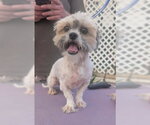 Small Shih Tzu Mix