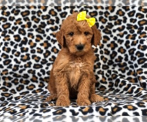 Goldendoodle Puppy for sale in LAKELAND, FL, USA