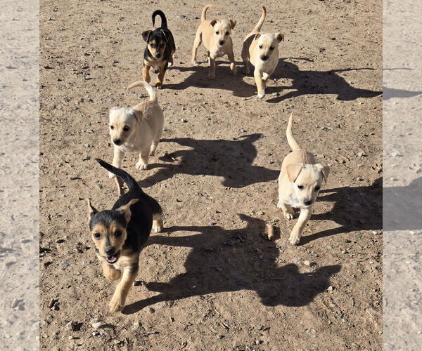 Medium Photo #2 Chihuahua-Unknown Mix Puppy For Sale in Peralta, NM, USA
