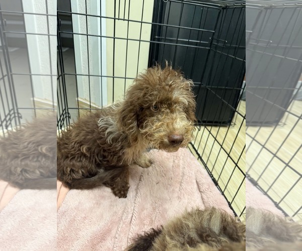 Medium Photo #2 Miniature Labradoodle Puppy For Sale in Valrico, FL, USA