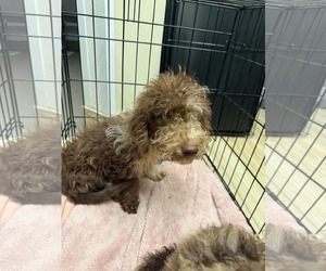 Expresso - Male Miniature Labradoodle Dog for Adoption - Photo #2