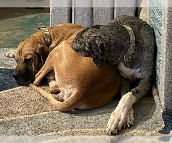 Medium Photo #12 Great Dane Puppy For Sale in Bullard, TX, USA