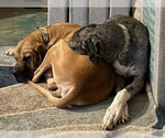 Small #11 Great Dane