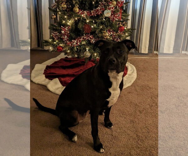 Medium Photo #10 American Pit Bull Terrier-Unknown Mix Puppy For Sale in Germantown, OH, USA