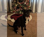 Small #9 American Pit Bull Terrier Mix