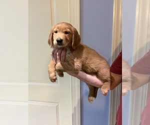 Golden Retriever Puppy for sale in BISHOP, GA, USA
