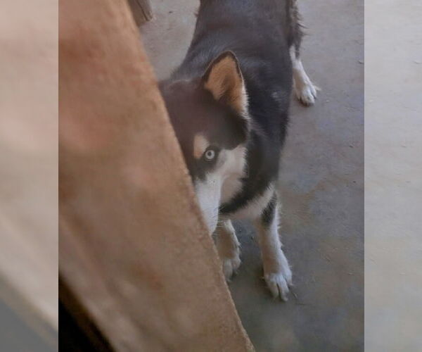 Medium Photo #2 Huskies -Unknown Mix Puppy For Sale in Pena Blanca, NM, USA