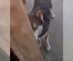 Small #1 Huskies  Mix