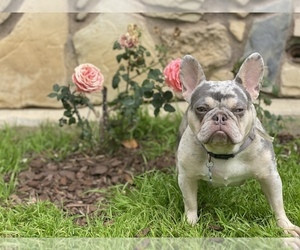 Father of the French Bulldog puppies born on 03/22/2021