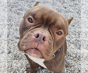 Mutt Dogs for adoption in Jefferson, WI, USA