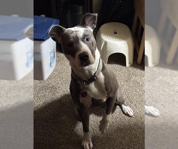 Medium Photo #1 American Staffordshire Terrier Puppy For Sale in San Antonio, TX, USA