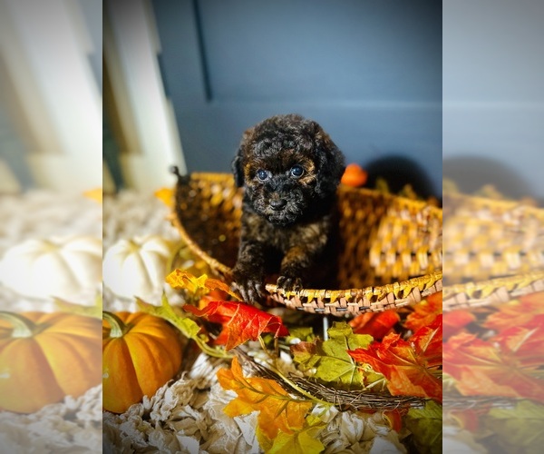Medium Photo #3 Poodle (Toy) Puppy For Sale in CROSSVILLE, TN, USA