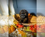 Small #2 Poodle (Toy)