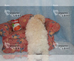Small Photo #6 Poodle (Toy) Puppy For Sale in SANGER, TX, USA