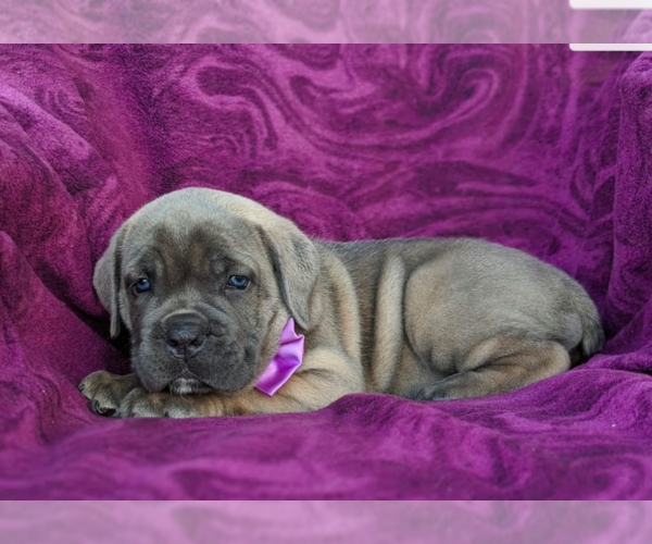 Medium Photo #5 Cane Corso Puppy For Sale in KIRKWOOD, PA, USA