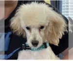 Small Photo #1 Poodle (Toy) Puppy For Sale in ALEXANDRIA, VA, USA