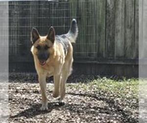 German Shepherd Dog-Unknown Mix Dogs for adoption in San Antonio, TX, USA