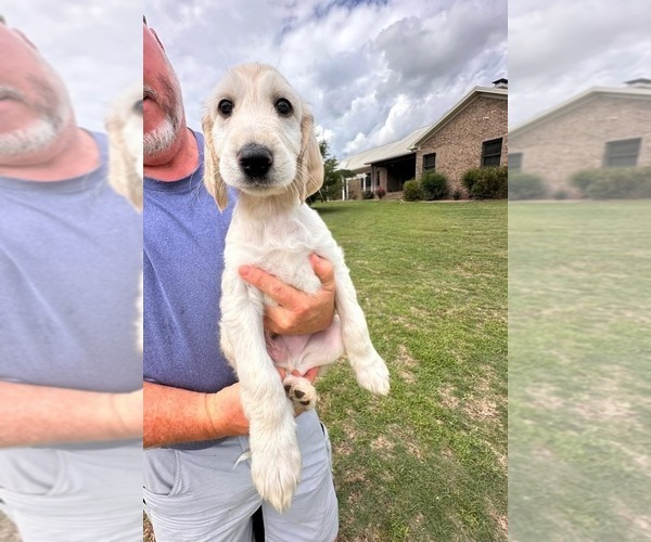 Medium Photo #17 Afghan Hound Puppy For Sale in VIDALIA, GA, USA