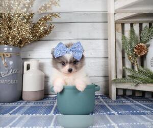 Pomeranian Puppy for sale in WINTER PARK, FL, USA