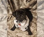 Small Photo #3 Pug Puppy For Sale in WHITTIER, NC, USA