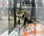 Small German Shepherd Dog Mix
