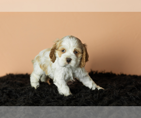 Medium Photo #4 Cocker Spaniel Puppy For Sale in NAPPANEE, IN, USA