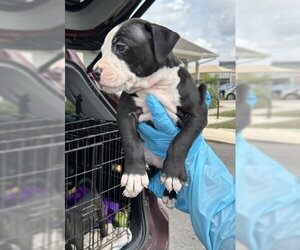 Mutt Dogs for adoption in San Antonio, TX, USA