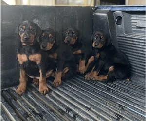 Doberman Pinscher Puppy for sale in BAKERSFIELD, CA, USA